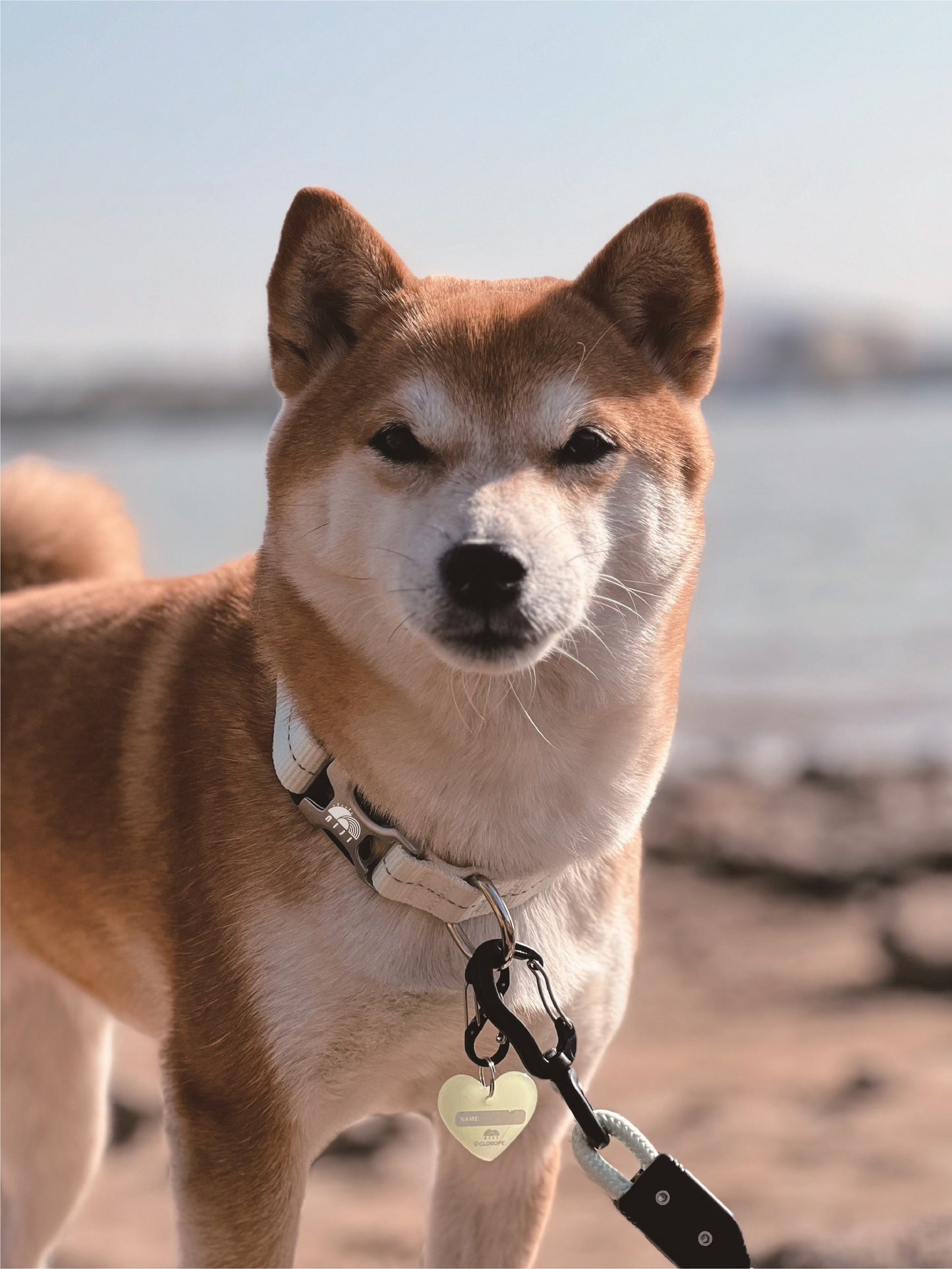 niji luminous dog collar 犬 首輪 (小型犬～大型犬)
